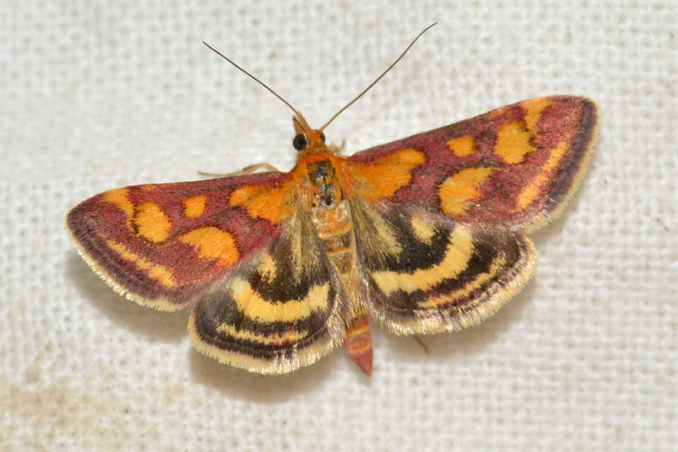 Pyrausta purpuralis - közönséges bíbormoly