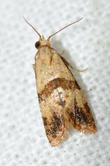 Phalonidia contractana - pipitér-fúrómoly