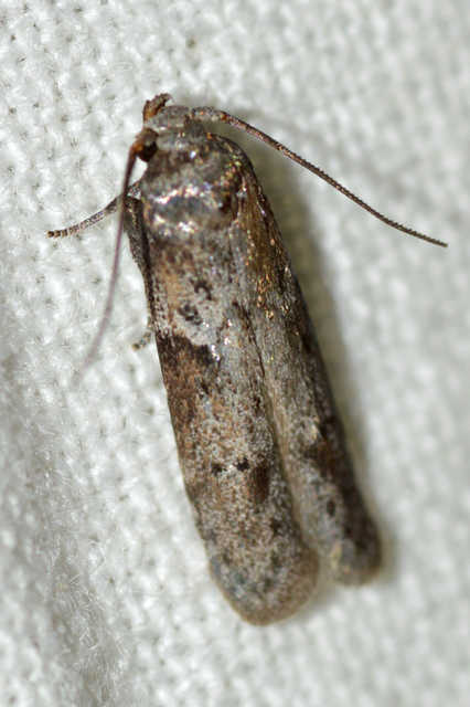 Tortricodes alternella - tavaszi sodrómoly