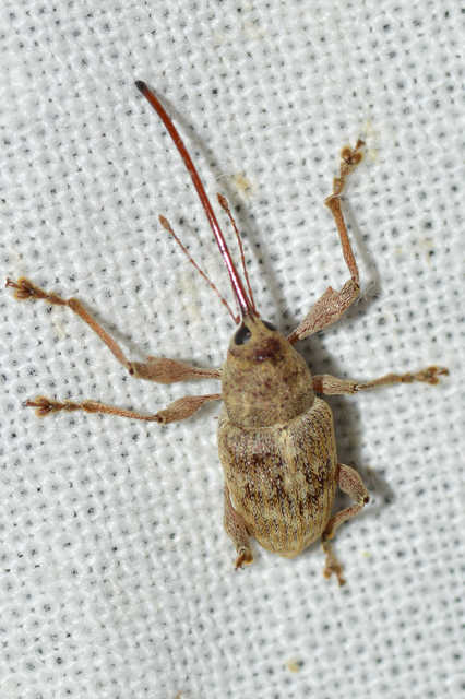 Curculio elephas - gesztenyezsuzsóka