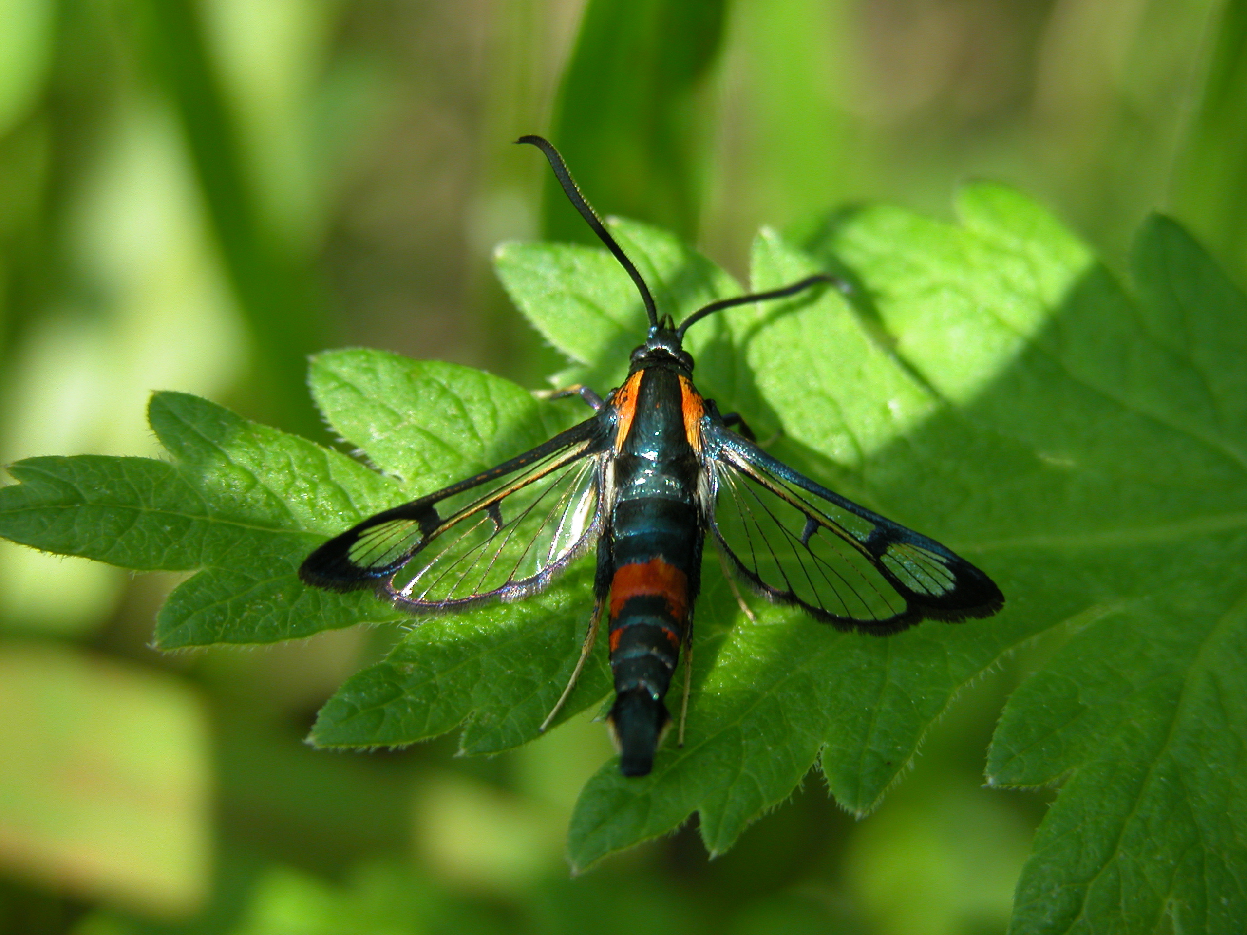 Synanthedon stomoxiformis - naspolyaszitkár