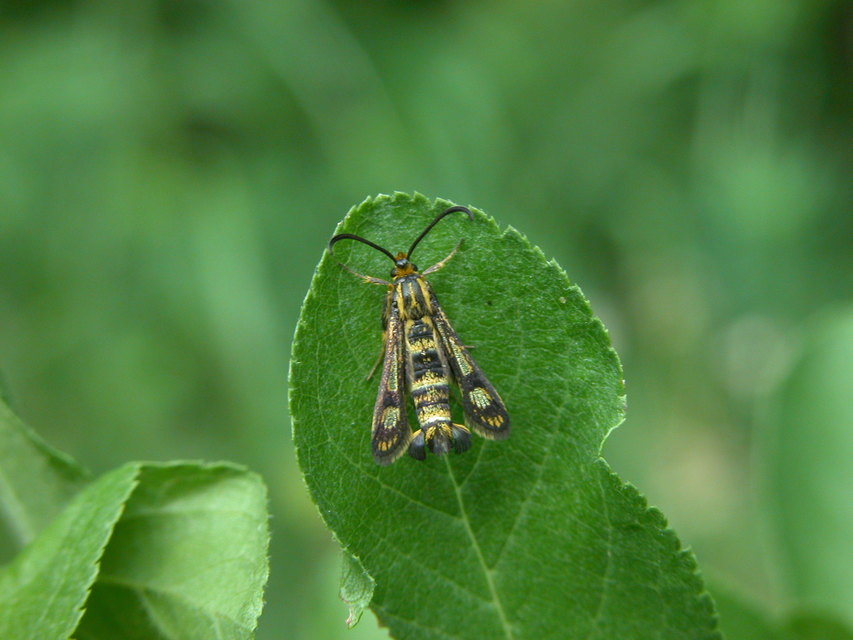 Sesiidae - szitkárfélék