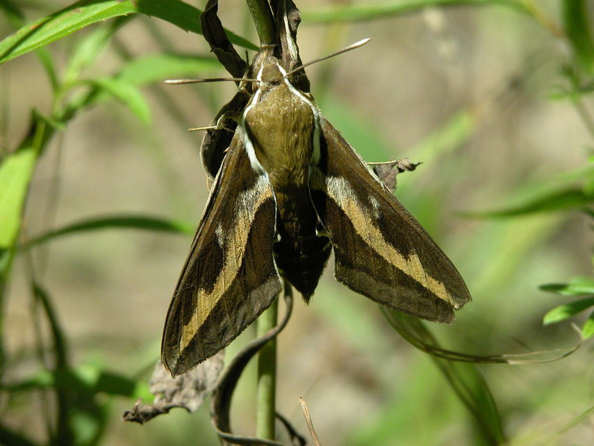 Hyles gallii - galajszender