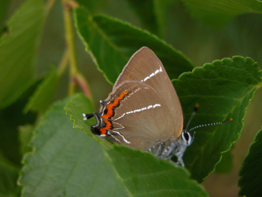 Satyrium w-album - szilfa-csücsköslepke