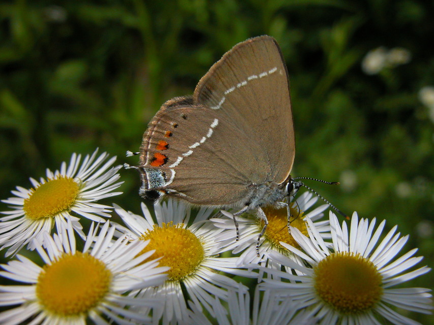 Satyrium spini - kökény-csücsköslepke